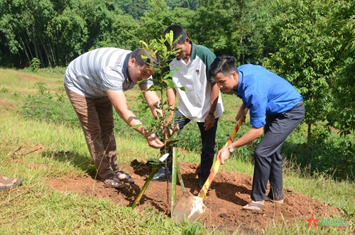 Huyện Tuần Giáo, tỉnh Điện Biên: Đưa cây mắc ca trở thành cây trồng nông nghiệp chủ lực